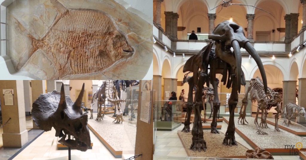 Palaeontological Museum Munich
