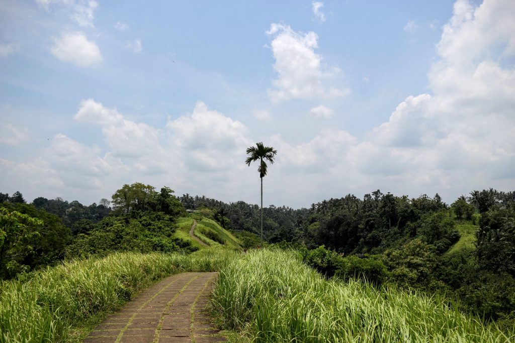 ubud-campuhan-ridge-walk